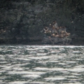 seals sunbathing